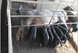 黑馬“無抗”教槽料和保育料在規模化豬場的應用實例