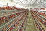 持續高溫下的蛋雞飼養管理建議