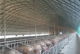豬群的飼養管理和保健措施你都了解嗎？