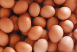 蛋雞養(yǎng)殖戶選擇預混料的常見誤區(qū)