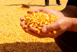 養(yǎng)殖場如何甄別霉變玉米